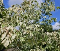 Acer negundo 'Flamingo' - Bonte Vederesdoorn - bont blad in augustus