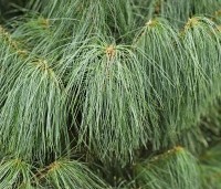 Pinus wallichiana - Tranenden - 1