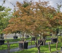 Acer palmatum 'Atrolineare' - Japanse esdoorn 'Atrolineare' - 3
