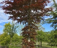 Fagus sylvatica 'Atropunicea' - Rode beuk - 2