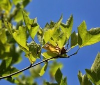 Platanus x hispanica 'Alphen's Globe' - Plataan - 4