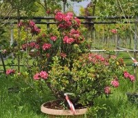 Kalmia latifolia - Lepelboom - 2