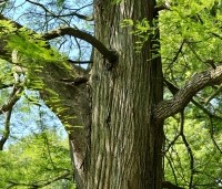 Taxodium distichum - Moerascypres - 3
