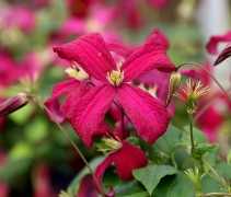 Bosrank 'Madame Jules Correvon' klimplant met wijnrode bloemen
