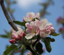 Malus domestica 'James Grieves' bloesem