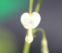 Sierlijke bloemen van de Dicentra spectabilis 'Alba'