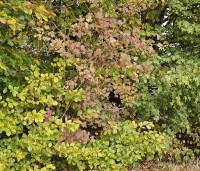 Viburnum opulus - Gelderse Roos - centraal in gemengde haag