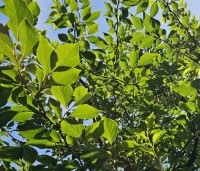 Styrax japonicus - Storaxboom - 5