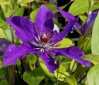 Clematis 'The President' - Bosrank 'The President' - 1