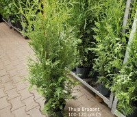 Thuja occidentalis 'Brabant' - Westerse Levensboom - potgekweekt is handig planten en zorgt voor een betere hergroei