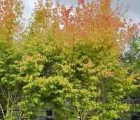 Acer palmatum ‘Bi-hoo’ - Acer palmatum ‘Bi-hoo’ - zomerblad