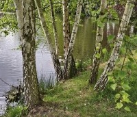 Betula pendula - Ruwe berk - 4