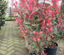 uitloop rood blad van de Glansmispel 'Little Red Robin'

