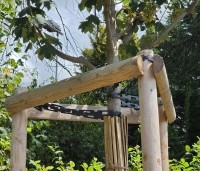 Acer pseudoplatanus - Gewone esdoorn - jonge esdoorn met verankering