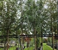 Fraxinus angustifolia 'Raywood' - smalbladige Es - 1