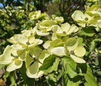 Cornus kousa 'Venus' - Japanse grootbloemige kornoelje ‘Venus' - 2