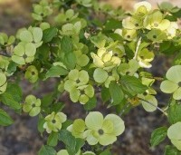 Cornus kousa 'Venus' - Japanse grootbloemige kornoelje ‘Venus' - 1