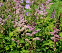Astilbe chinensis 'Pumila' in vakbeplanting