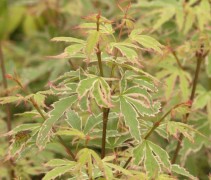 Japanse Esdoorn 'Butterfly' jonge top