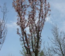 Kroon prunus 'Spire'