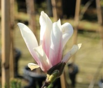Magnolia soulangeana 'Superba'