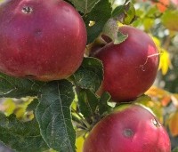 Malus dom. 'Idared' - Malus dom. 'Idared' - 1