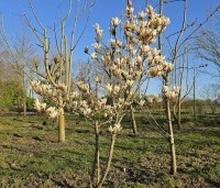 Magnolia 'Sunrise' - Magnolia 'Sunrise' - 3