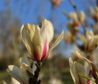 Magnolia 'Sunrise' - Magnolia 'Sunrise' - 4