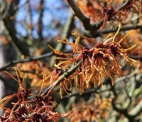 Hamamelis intermedia 'Orange Beauty' - Toverhazelaar 'Orange Beauty' - 1