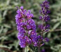 Buddleja davidii 'Nanho Purple' - Vlinderstruik 'Nanho Purple' - 2