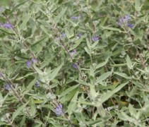 Caryopteris Grand Blue