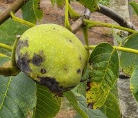 Juglans regia 'Cyril' - Walnoot 'Cyril' - 1