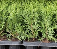 Thuja occidentalis 'Brabant' - Westerse Levensboom - 2 jarige plantjes om goedkoop te beginnen zijn er ook.