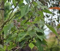 Broussonetia papyrifera - Papiermoerbei - 1