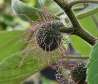 Broussonetia papyrifera - Papiermoerbei - 2