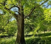 Taxodium distichum - Moerascypres - 6
