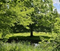 Taxodium distichum - Moerascypres - 7