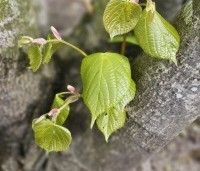 Tilia x europaea 'Pallida' - Koningslinde - 3