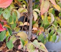 Cornus kousa 'Wieting's Select' - Japanse grootbloemige kornoelje 'Wieting's Select' -  najaar