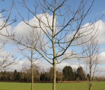 Juglans regia