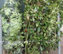 Photinia fraseri Red Robin