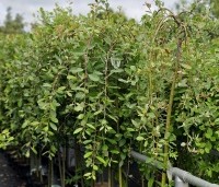 Salix caprea 'Kilmarnock' - Treurwilg 'Kilmarnock' op stam - 4