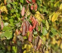Euonymus europaeus - Gewone kardinaalsmuts - 1