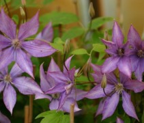 Bosrank 'Dorothy Walton' klimplant met bloemen