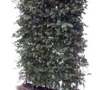 Fagus sylvatica