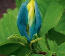 Magnolia Blue Opal