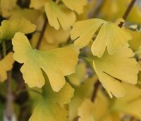 Ginkgo biloba 'Obelisk' - Japanse Notenboom 'Obelisk' - 2