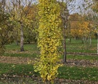Ginkgo biloba 'Obelisk' - Japanse Notenboom 'Obelisk' - 1