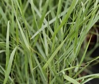 Panicum virgatum 'Prairie Sky' - Vingergras 'Prairie Sky' - 2