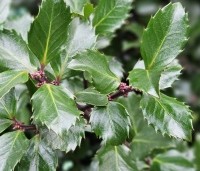 Ilex meserveae 'Blue Maid' - Blauwe hulst 'Blue Maid' - 3